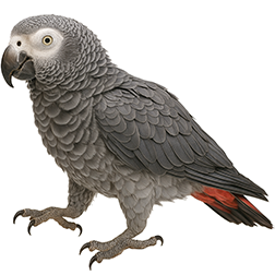 Timneh African Grey
